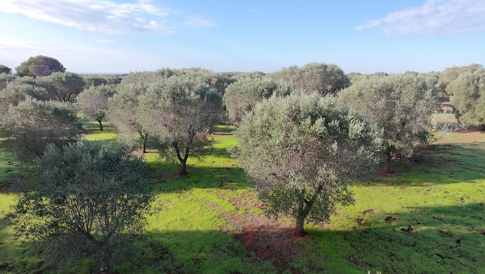 Olivový sad 9800 m2